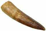 Fossil Spinosaurus Tooth - Real Dinosaur Tooth #329570-1